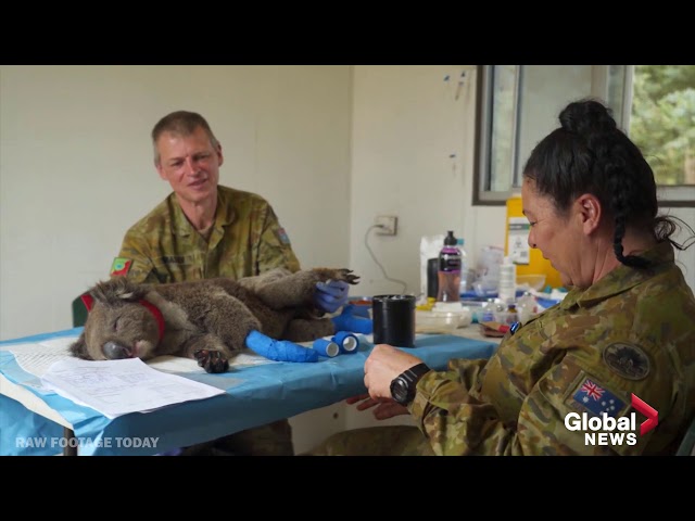 Australia Bushfires 2019: Australian soldiers help care for injured koalas