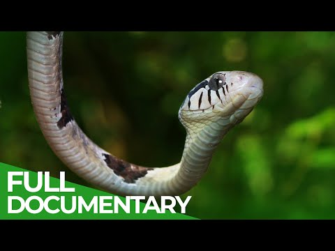 Best Wildlife Documentaries | Free Documentary Nature