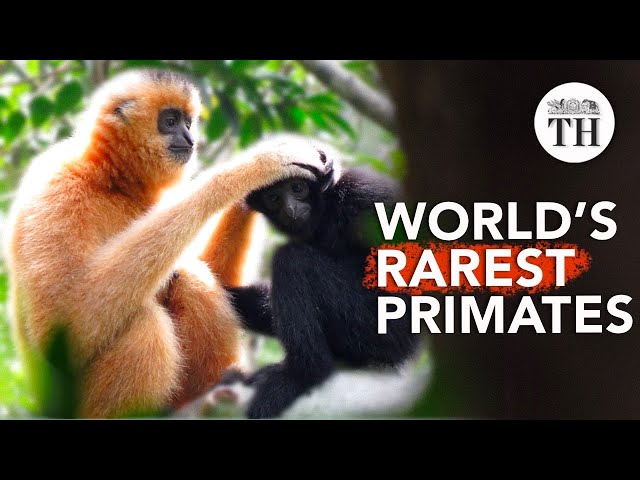 How a rope bridge is saving the world’s most critically endangered gibbons