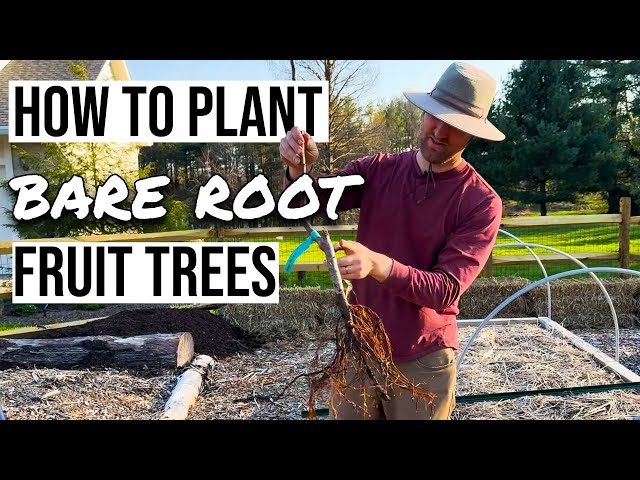 How to plant a bare root fruit tree