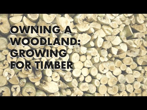 Owning a Woodland: Growing for Timber