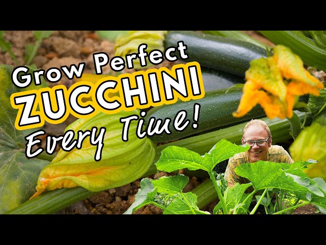 Grow Perfect Zucchini Every Time! 💚