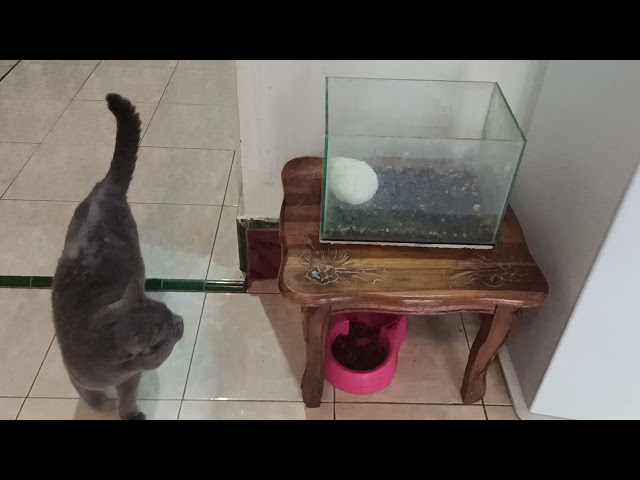 Reaksi Kucing BSH Bertemu Landak Mini
