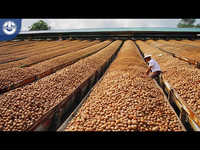 Harvesting MILLIONS Tons of Walnuts For Global Food Supply | Mega Food Factory