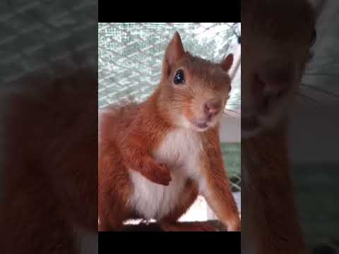 Squirrel from daily dose of internet makes “a deep roaring sound”