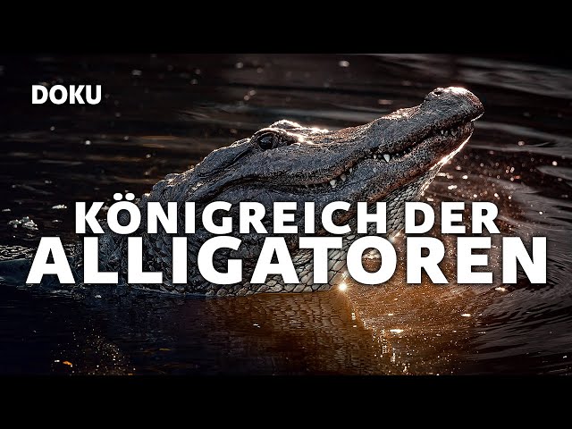 Königreich der Alligatoren (TIER DOKU Deutsch, Ganze Dokus Deutsch, Alligatoren, Krokodile, Kaimane)