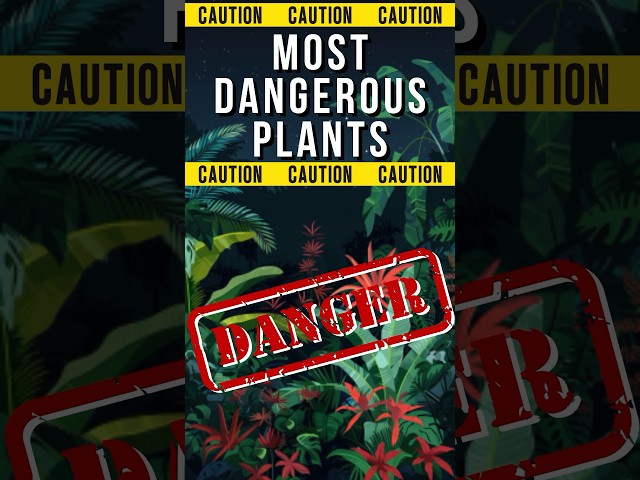 The 3 World’s Most Dangerous Plants #shorts