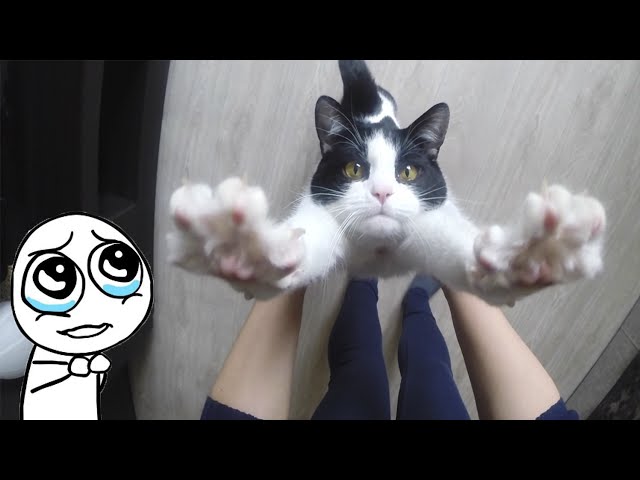 CAT LIKES HUGS