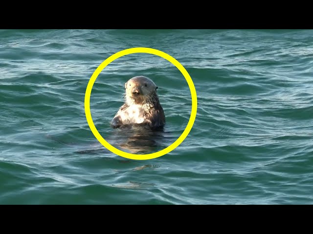 The Bizarre Mystery of Sea Otter 841