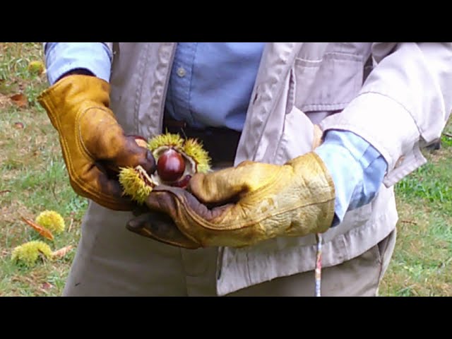 What to Know About Harvesting Chestnuts