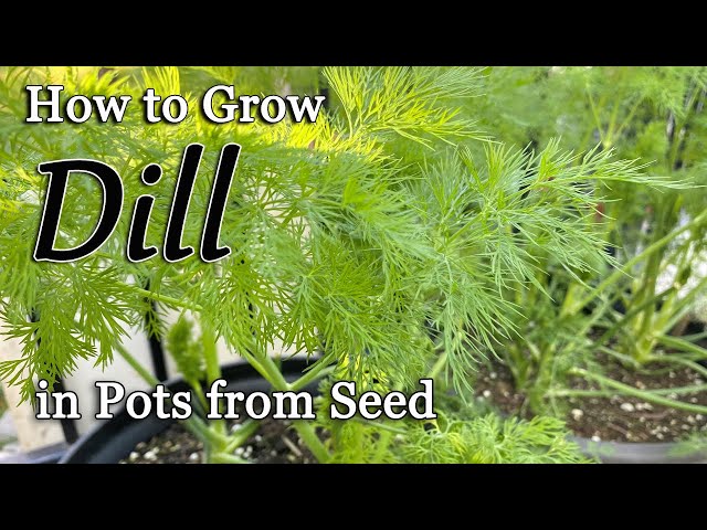 How to Grow Dill from Seed in Pots🌿