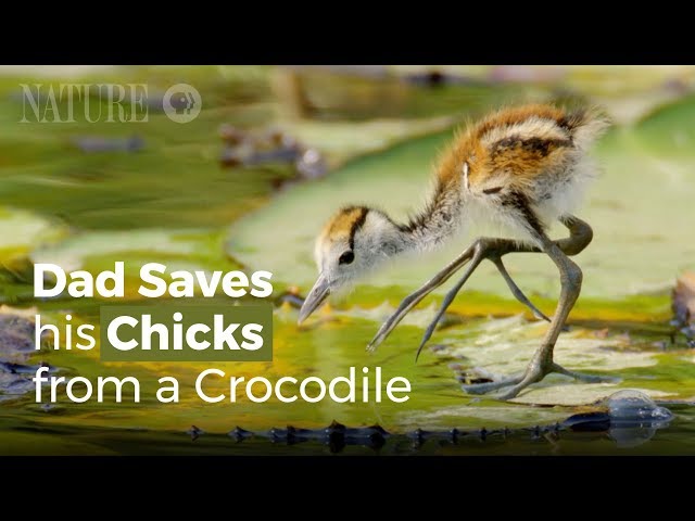 Jacana Dad Rescues his Chicks from a Crocodile
