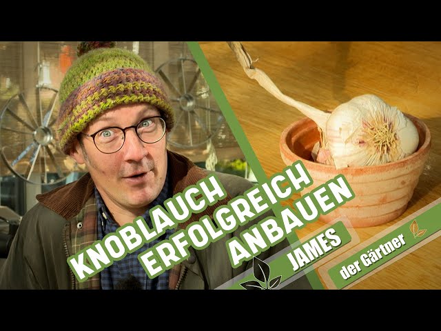 Knoblauch ganz einfach im Herbst selber pflanzen | James der Gärtner