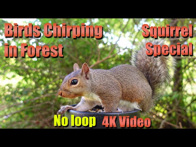 4 HRS Ambience Birds Chirping in Forest with Squirrel video, No loop, 4K UHD, Nature Lover, Cat TV