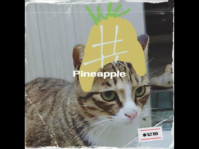 胖廷Radio - Pineapple [ OUT NOW ]