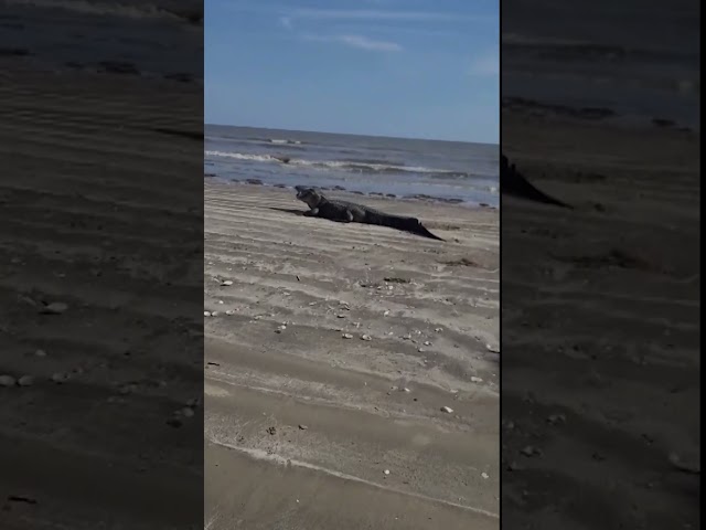 Alligator spotted on Texas beach in Sabine Pass