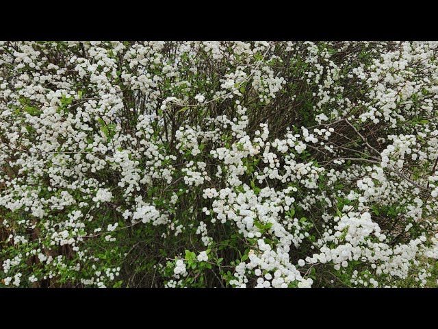 Beautiful in White Spirea Flower #beautiful #spirea #spring2024 #springflower #springseason