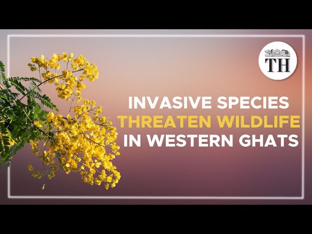 What is the invasive species threatening Western Ghats wildlife?