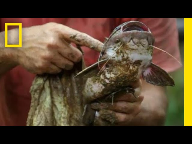 An Encounter With an Electric Eel | Primal Survivor: Escape the Amazon