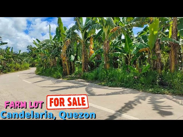 #47 Small Farm Lot For Sale Candelaria, Quezon | property for sale in the Philippines