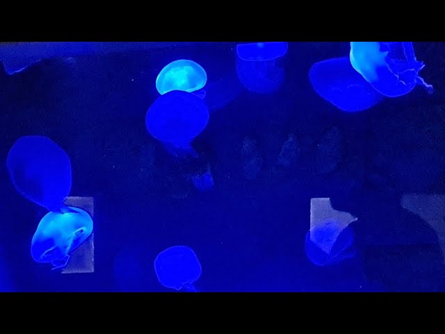 Jellyfish swimming in a fish tank .Quallen schwimmen in einem Aquarium.