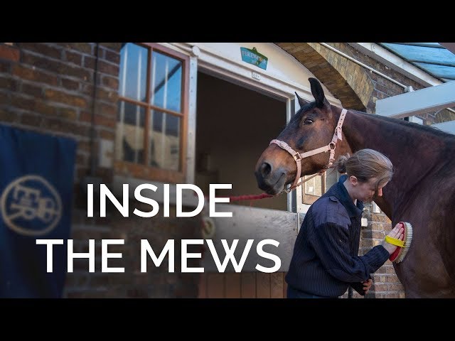 Inside The Royal Mews: The Horses taking part in The Royal Wedding