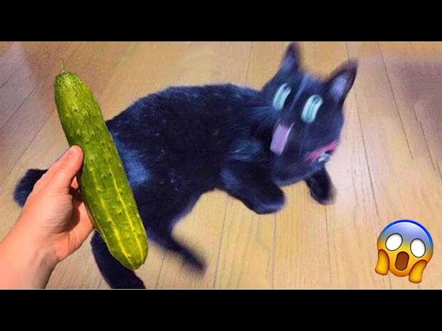 1 HOUR OF FUNNIEST CAT VIDEOS 2022 |Aww Pets