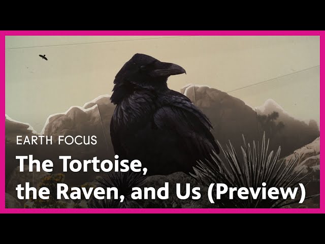 The Tortoise, the Raven, and Us (Preview) | Earth Focus | Season 5, Episode 3 | PBS SoCal