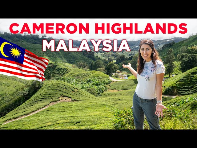 Best Things To Do in Cameron Highlands | Malaysia Travel Vlog (EP 2)