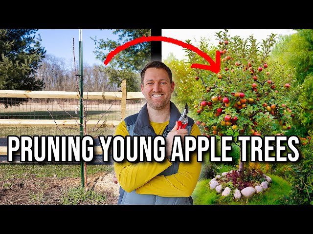 How to Prune a Young Apple Tree to Maximize Fruit