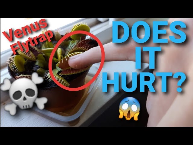 What Happens If You Put your finger in a VENUS FLYTRAP(NOT CLICKBAIT)
