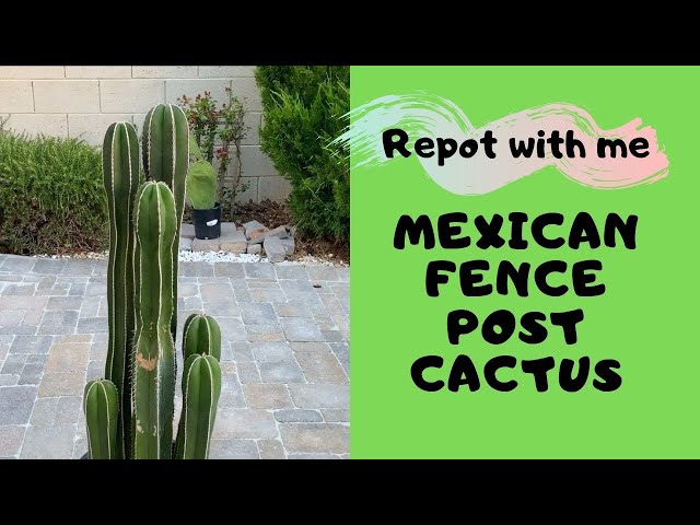 Let us Repot a Columnar Cactus (Mexican Fence Post)