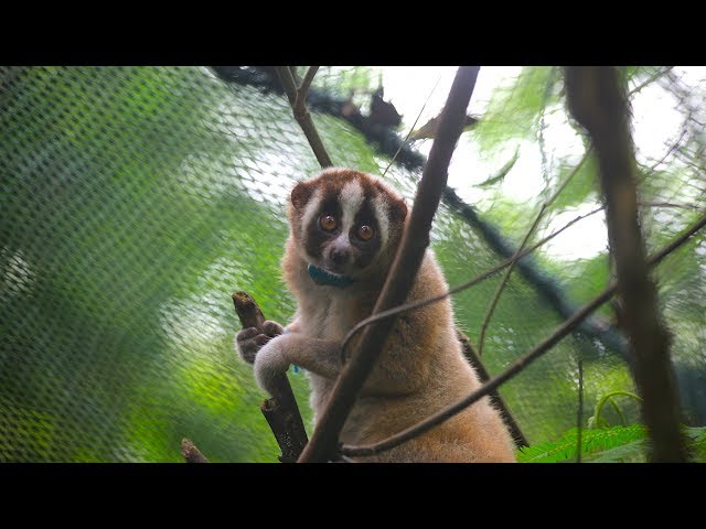 Record Number Of Slow Lorises Returned To The Wild