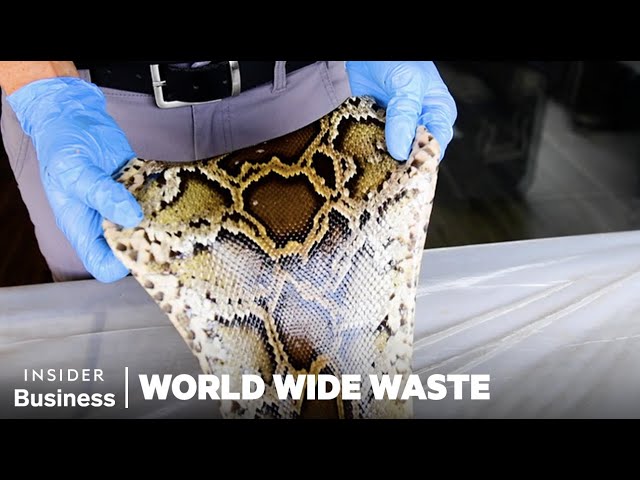 How People Profit Off Invasive Species | World Wide Waste Marathon | Insider Business