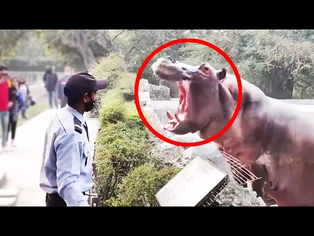12 Hippo Encounters That Went Horribly Wrong