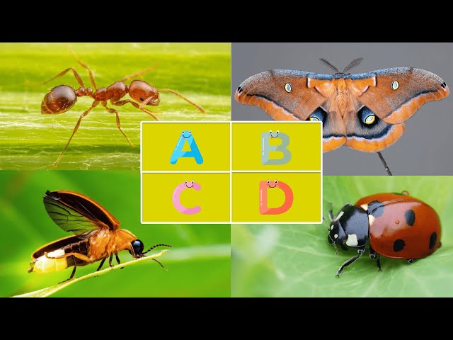 ABC Insects | Learn Alphabet from A to Z For kids - With Insects & Bugs