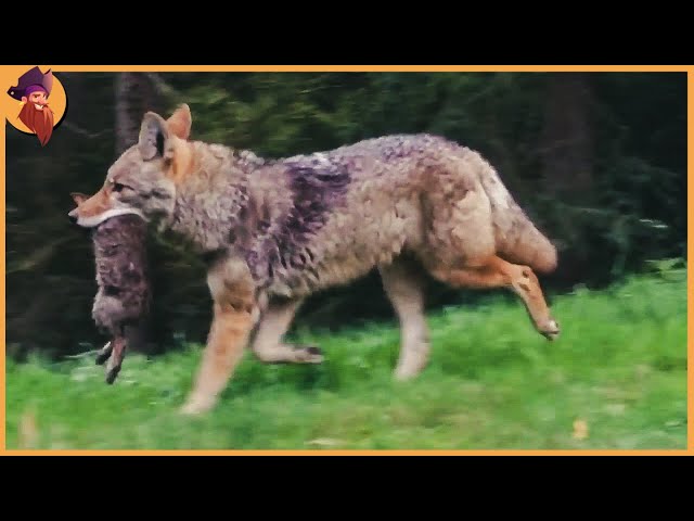 15 Merciless Moments Of Coyotes Hunting In The Wild