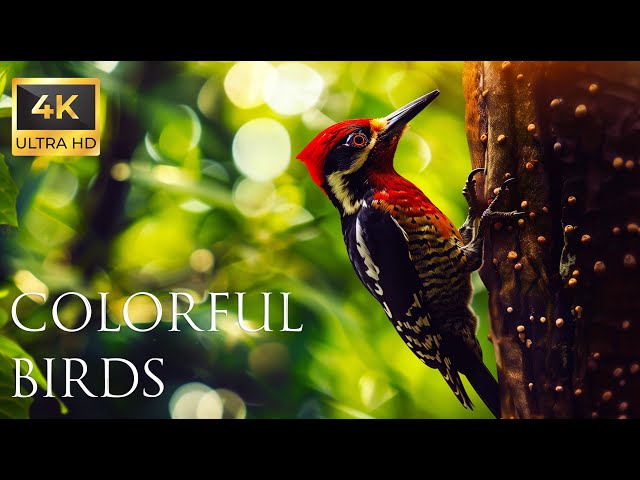 4K Colorful Woodpecker - Beautiful Birds Sound in the Forest | Bird Melodies