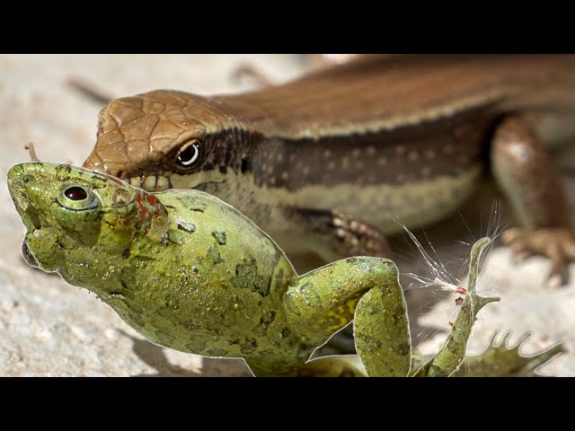 Stopping Lizards From Eating All My Frogs!