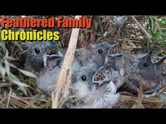 Feathered Family Chronicles Day 16: A Heartwarming Journey of Bird Parents Raising Their Newborns
