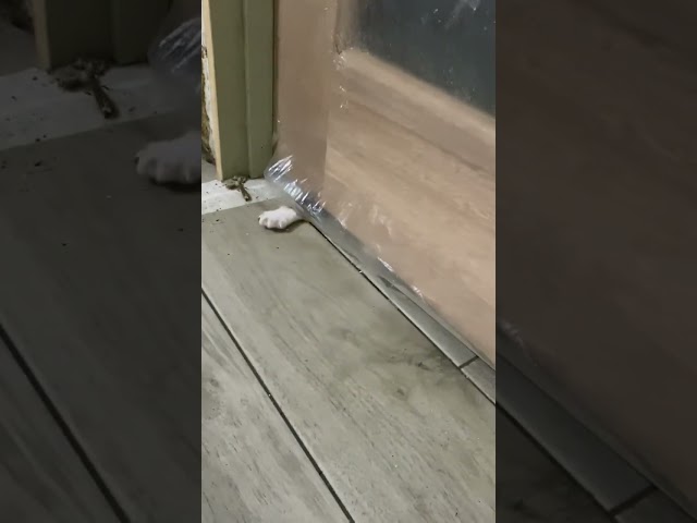 Zombie kittens trying to break in to the house