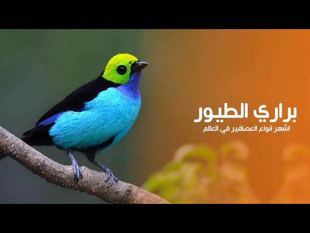براري عالم الطيور أرض أشهر أنواع العصافير المغردة حول العالم | كويست عربية Quest Arabiya