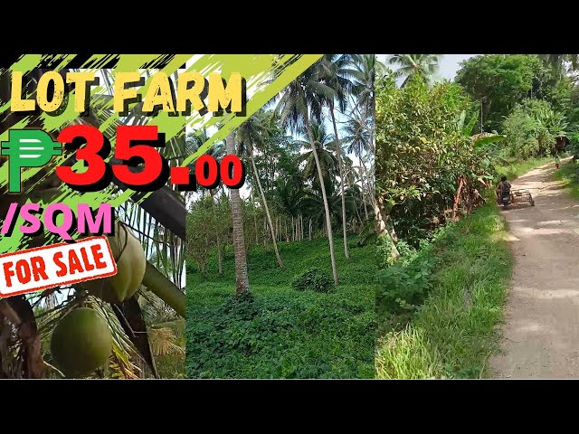 #27 Lot Farm For Sale Gumaca, Quezon part 2