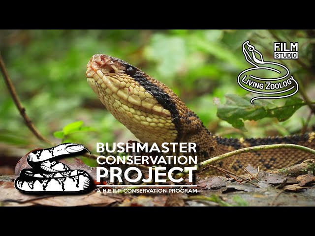 The longest viper in the world, Bushmaster (Lachesis stenophrys) conservation project in Costa Rica