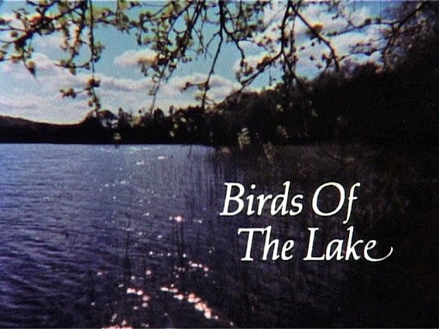Birds of the Lake