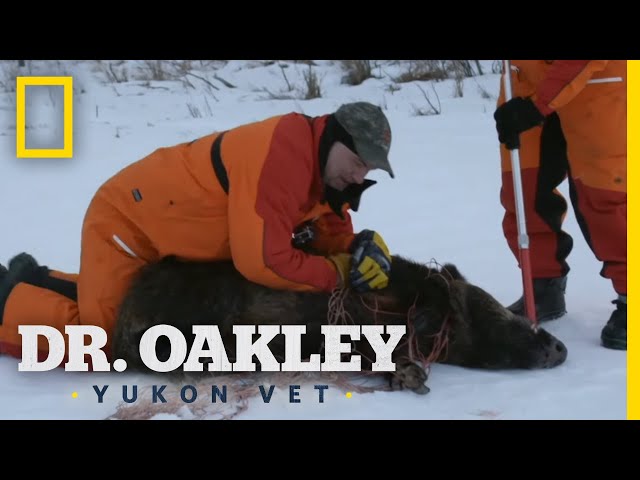 The Boar Ultimatum (Full Episode) | Dr. Oakley, Yukon Vet