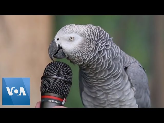 Talking Parrot | VOANews