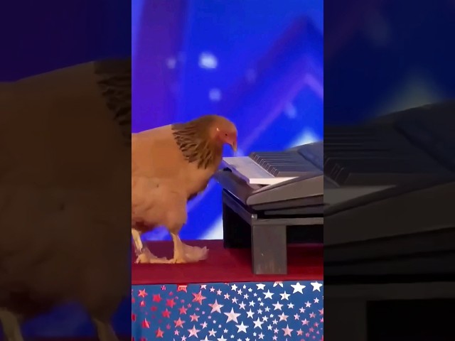 are YOU smarter than a... chicken? 🐓