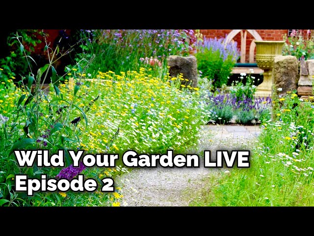 Wild Your Garden LIVE - Episode 2 - Sunflowers & Squirrels!