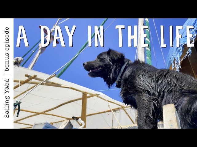 A day in the life of a shipyard dog (DOG VLOG) — Sailing Yabá
